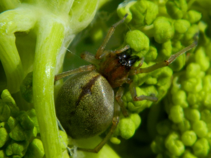 Cheiracanthium sp. - Loculi (NU)